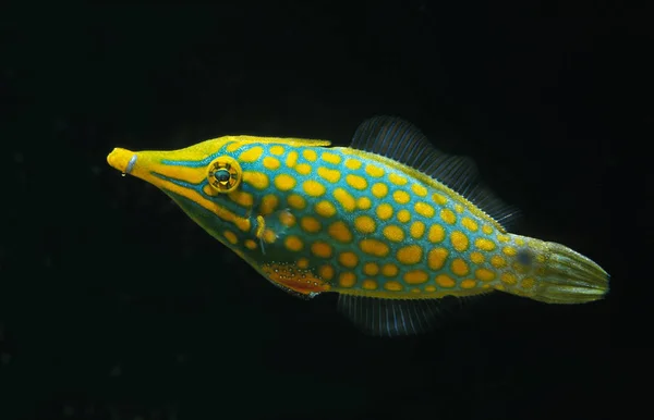 Casaco Couro Com Bicos Harlequin Filefish Oxymonacanthus Longirostris — Fotografia de Stock