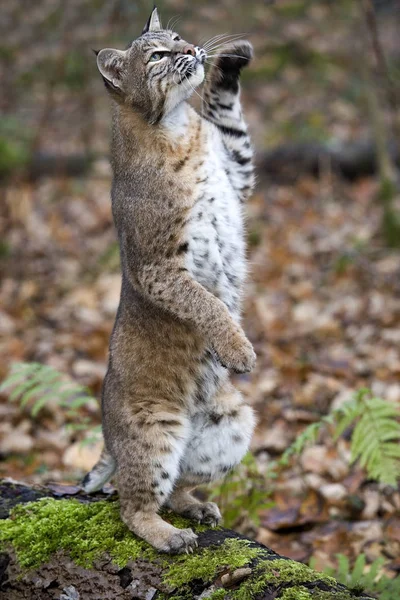 European Lynx Eurasian Lynx Felis Lynx Adult Standing Hind Legs — Stock Photo, Image