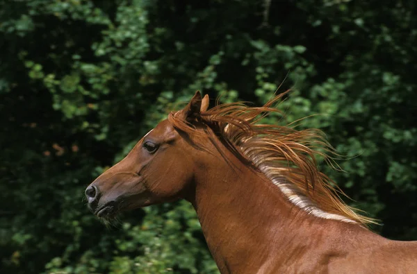 Arabisches Pferd Porträt Mit Mähne Wind — Stockfoto