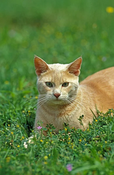 Gato Doméstico Vermelho Adulto Que Coloca Grama — Fotografia de Stock