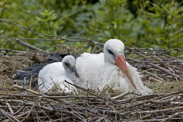 White Stork Ciconia Ciconia Adult Chick Nest — Stock Photo, Image