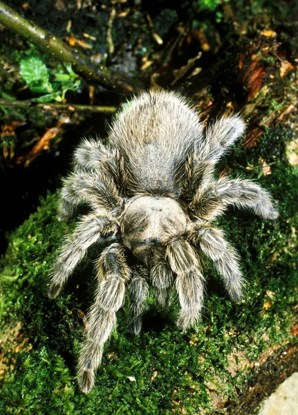 Spider Theraphosa Adult Standing Moss — Stock Photo, Image