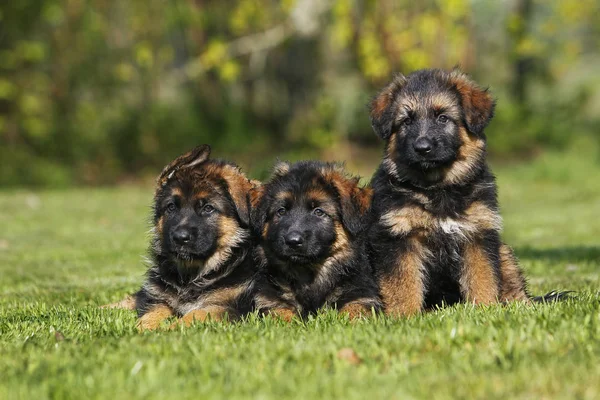 Duitse Herder Hond Pups Staan Gras — Stockfoto