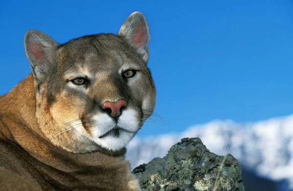 Puma Puma Concolor Yetişkin Portresi Montana — Stok fotoğraf