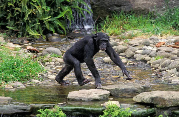 Chimpancé Pan Trogloditas Adultos Cruzando Agua — Foto de Stock