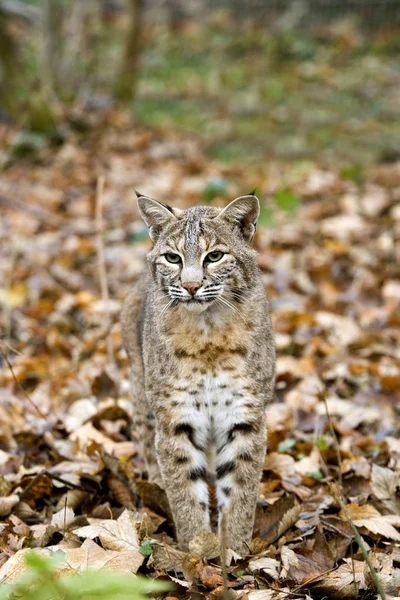 Europäischer Luchs Oder Eurasischer Luchs Felis Lynx Erwachsener Auf Getrockneten — Stockfoto