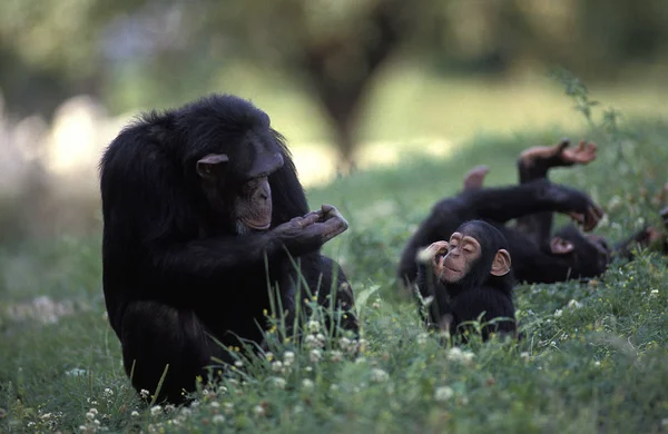 Schimpanse Pantroglodyten Weibchen Mit Jungen Auf Gras Sitzend — Stockfoto