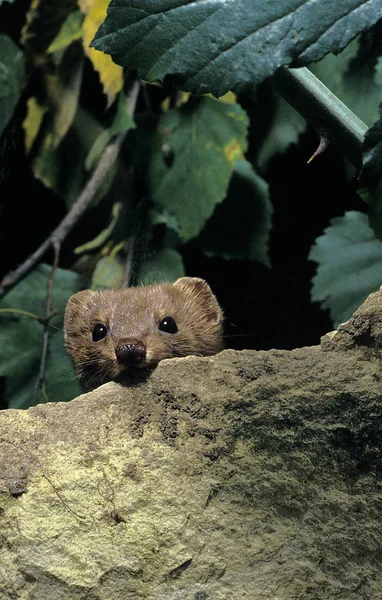 Wezel Mustela Nivalis Volwassen Verscholen Achter Een Rots Normandië — Stockfoto