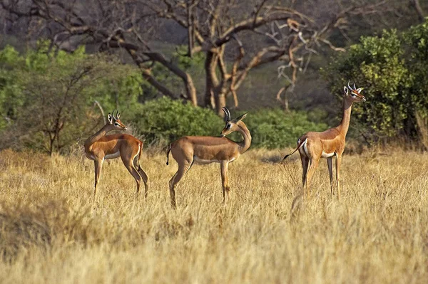 Gerenuk Nebo Wallerova Gazela Litokranius Walleri Skupina Mužů Samburu Parc — Stock fotografie
