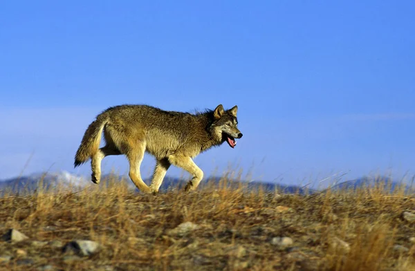 North American Grey Wolf Canis Lupus Occidentalis Adulto Canadá — Fotografia de Stock
