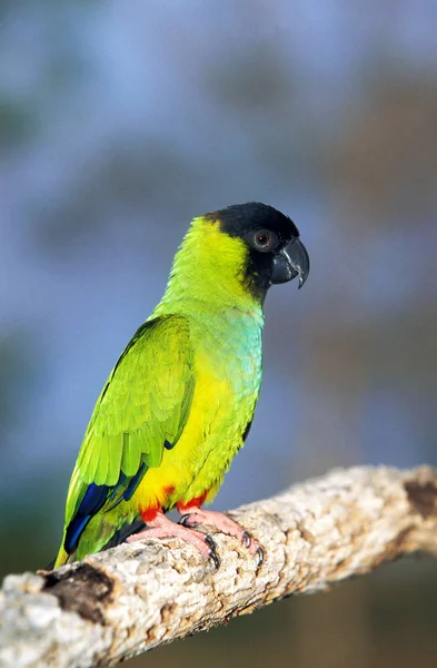 Black Hooded Parakeet Nanday Conure Nandayus Nenday Adult Standing Branch — Stock Photo, Image