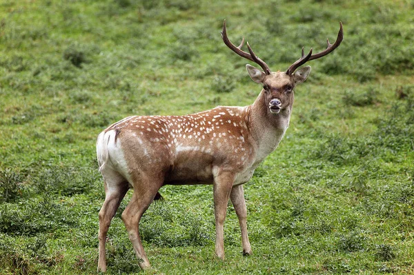 Persian Fallow Deer Dama Mesopotamica Мужчина Стоящий Траве — стоковое фото