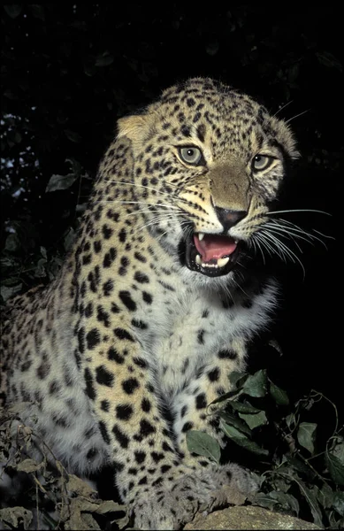 Persischer Leopard Panthera Pardus Saxicolor Adult Snarling — Stockfoto