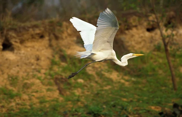 Great White Egret Casmerodius Albus Adulto Vuelo Everglades Park Florida —  Fotos de Stock