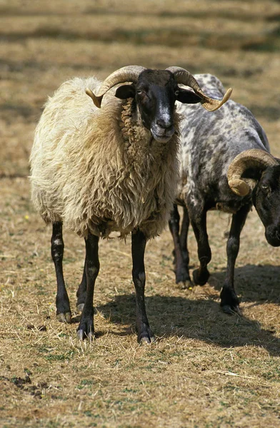 Sheep Called Manech Tete Noire French Breed — стокове фото