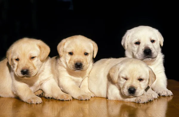 Yellow Labrador Retriever Cães Cachorros Contra Fundo Preto — Fotografia de Stock
