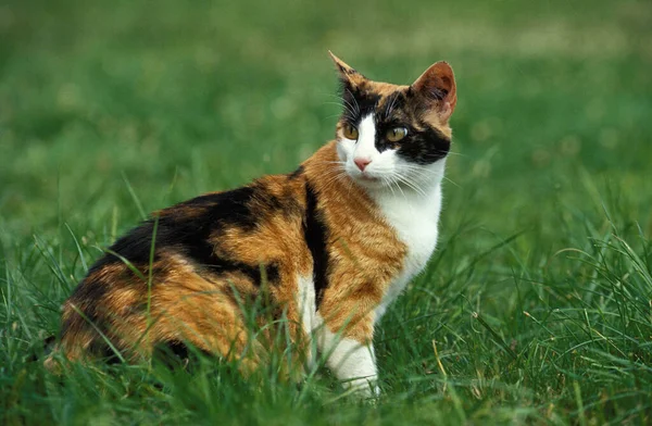 Домашня Кішка Дорослий Сидить Траві — стокове фото