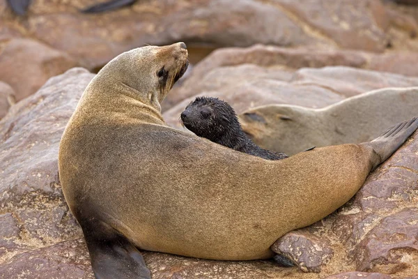 Selo Pele Sul Africano Arctocephalus Pusillus Fêmea Com Filhote Cachorro — Fotografia de Stock