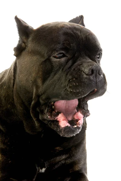 Cane Corso Psí Plemeno Itálie Portrét Dospělého Zívání Bílém Pozadí — Stock fotografie