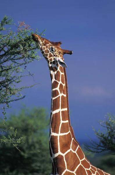 繰り返しキリン キリンCamelopardalis Reticata 大人食べるアカシアの葉 ケニアのSamburu公園 — ストック写真