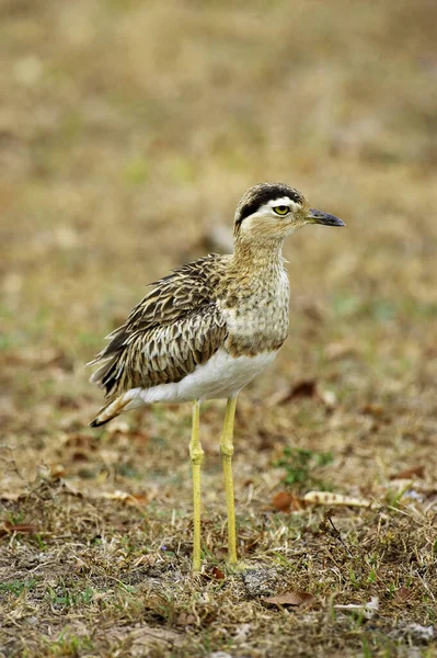 Double Striped Thick Knee Burhinus Bistriatus Adult Λος Λιανός Στη — Φωτογραφία Αρχείου