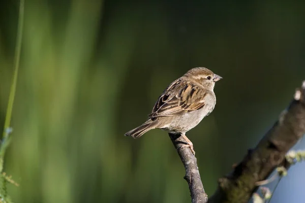 House Sparrow Passer Domesticus Fena Stojící Větvi Normandie — Stock fotografie