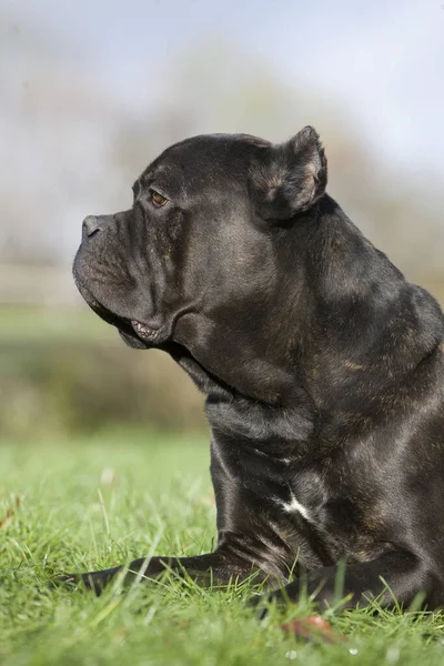 Cane Corso Eine Hunderasse Aus Italien Erwachsen Auf Gras Liegend — Stockfoto