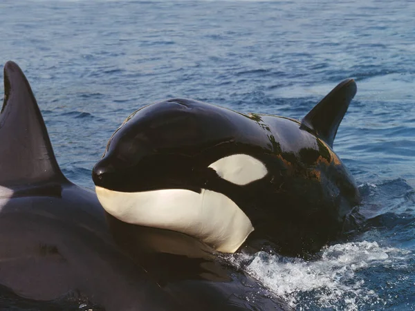 Baleia Assassina Orcinus Orca Adulto Superfície Canal Perto Ilha Orca — Fotografia de Stock