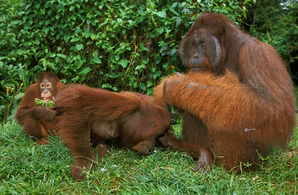 オラン ウタン ポンゴ ピグマエウス 女性と若い男性 — ストック写真