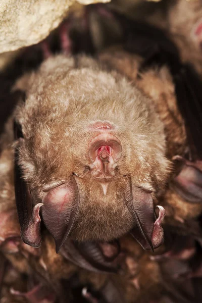 Větší Podkovy Netopýr Rhinolophus Ferrumequinum Kolonie Hibernating Jeskyni Normandie — Stock fotografie