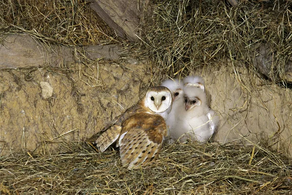 stock image Barn Owl, tyto alba, Adult with Chicks, Normandy  