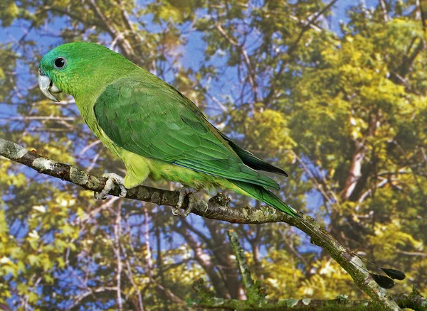 Racket Tail Parrot Prioniturus Adulto Branch — Fotografia de Stock