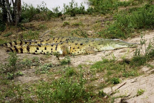 Orinoco Crocodilo Crocodylus Intermedius Adultos Deitados Chão Perto Ninho Los — Fotografia de Stock