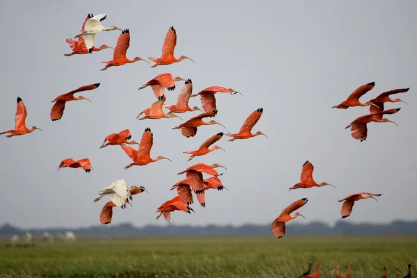 Scarlet Ibis, eudocimus ruber, Group in Flight above Swamp, Los Lianos in Venezuela