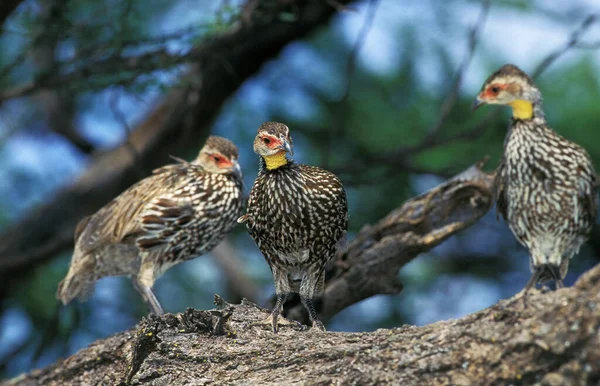 Faraone Dal Collo Giallo Francolinus Leucoscepus Gruppo Adulti Kenya — Foto Stock