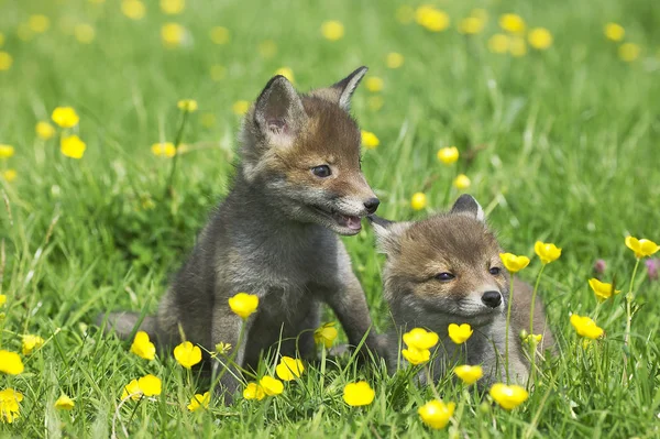 Red Fox Vulpes Vulpes Štěně Sedí Květinách Normandie — Stock fotografie