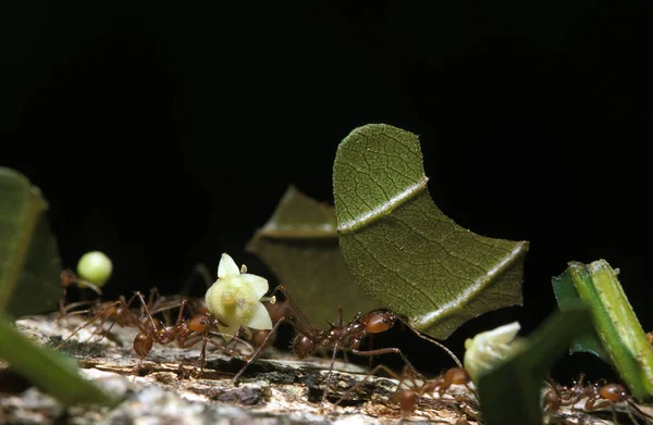 Coupe Feuilles Fourmi Atta Costa Rica — Photo