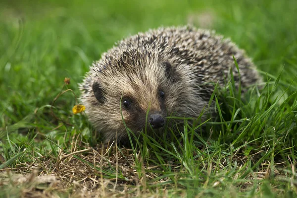 Hérisson Européen Erinaceus Europaeus Femme Debout Sur Herbe Normandie France — Photo