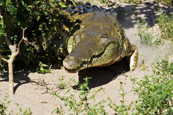 Orinoco Crocodile Crocodylus Intermedius Volwassene Los Lianos Venezuela — Stockfoto