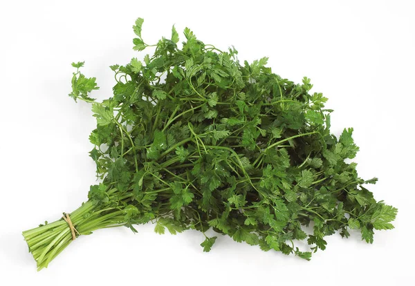 Chervil Anthriscus Cerefolium Aromatic Plant Melawan White Background — Stok Foto