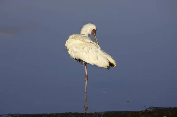 Afrikansk Spoonbill Platalea Alba Vuxen Preening Stående Vatten Nakuru Lake — Stockfoto