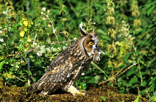 Long Eared Owl Asio Otus Vuxen Med Döda Sin Näbb — Stockfoto