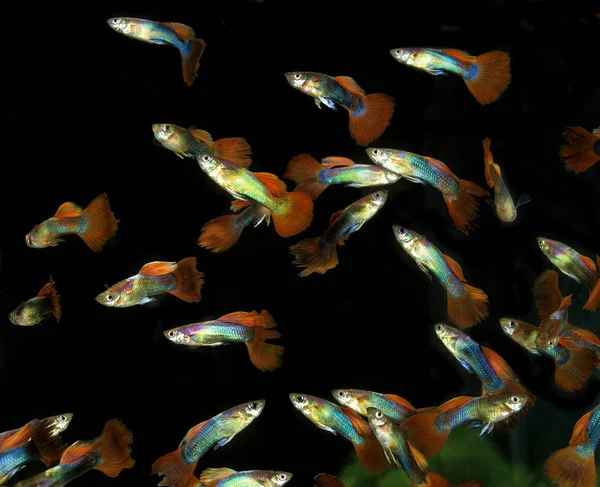 Guppy Poecilia Reticulata Peixes Aquário — Fotografia de Stock