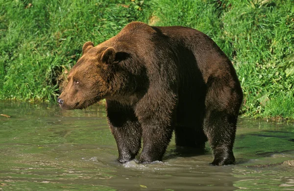 Brown Bear Ursus Arctos Adult Standing Water — стокове фото