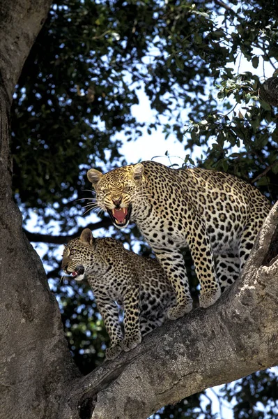 Leopardo Panthera Pardus Cub Female Snarling Parque Samburu Quênia — Fotografia de Stock