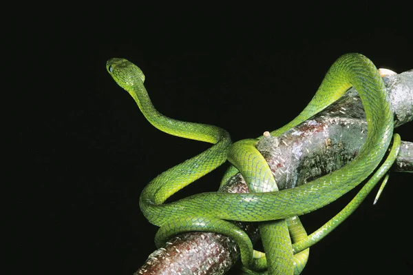 Green Cat Snake Boiga Cyanea Adulto Branch — Fotografia de Stock