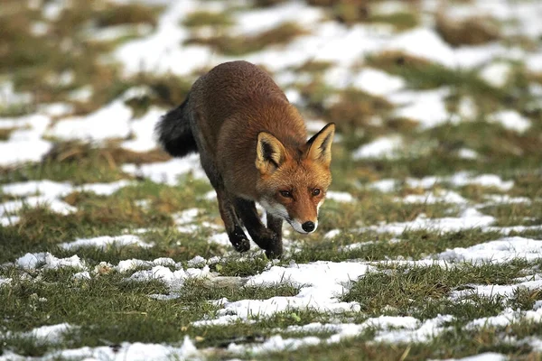 Renard Roux Vulpes Vulpes Adulte Marchant Sur Neige Normandie — Photo