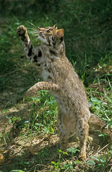 Leopard Cat Prionailurus Bengalensis Adult Standing Hind Legs Hunting Bird — Stock fotografie