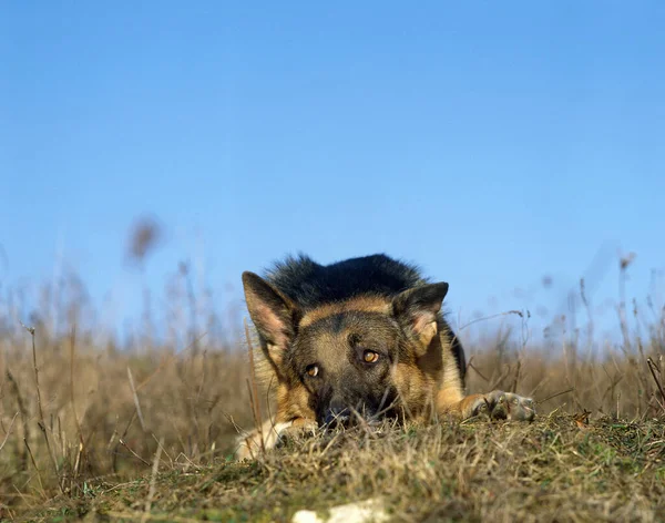 German Shepherd Dog Adulto Deitado Grama Postura Submissa — Fotografia de Stock