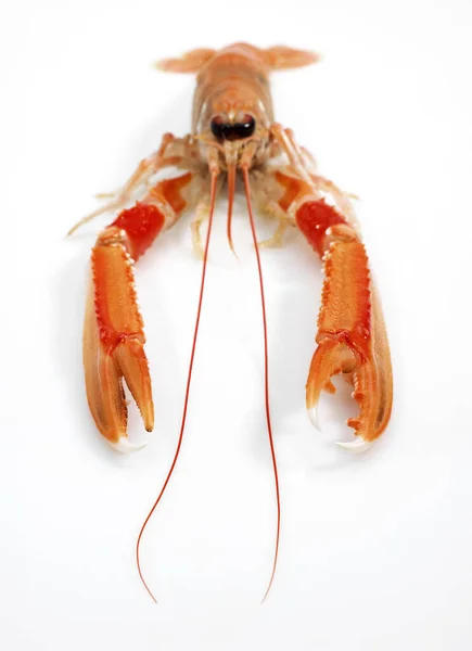Dublin Bay Prawn Norway Lobster Scampi Nephrops Norvegicus Crostacei Sullo — Foto Stock